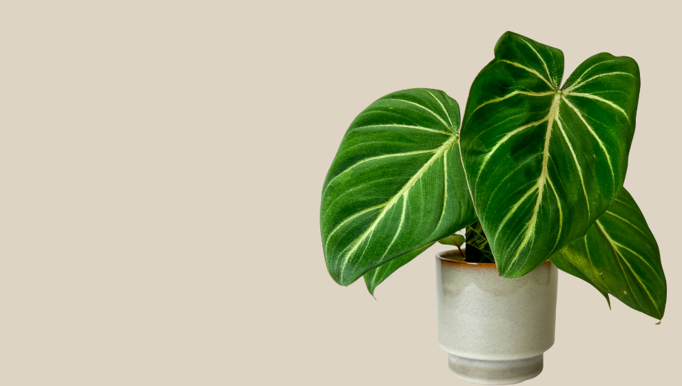 Image Slider