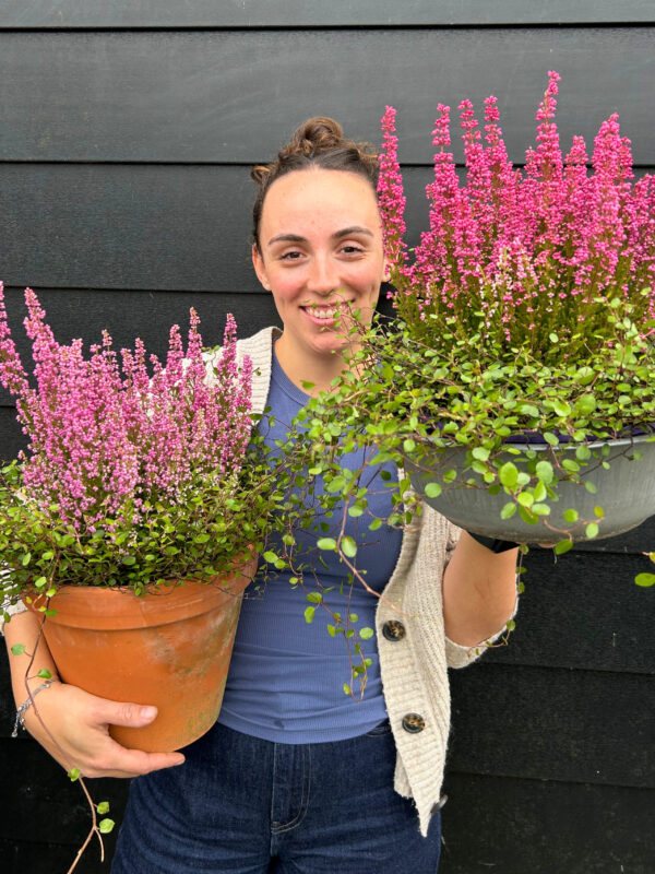 Erica x Muehlenbeckia