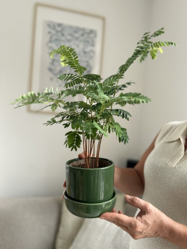 Tamarindus indica