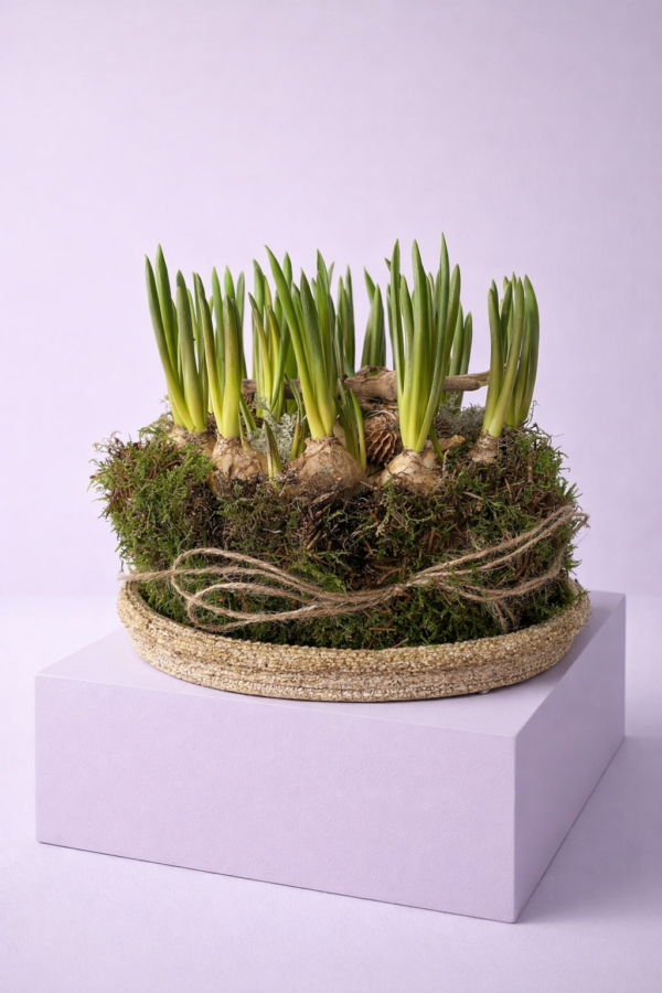 Schaal met blauwe druifjes