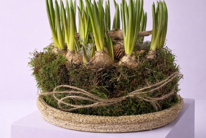 Schaal met blauwe druifjes