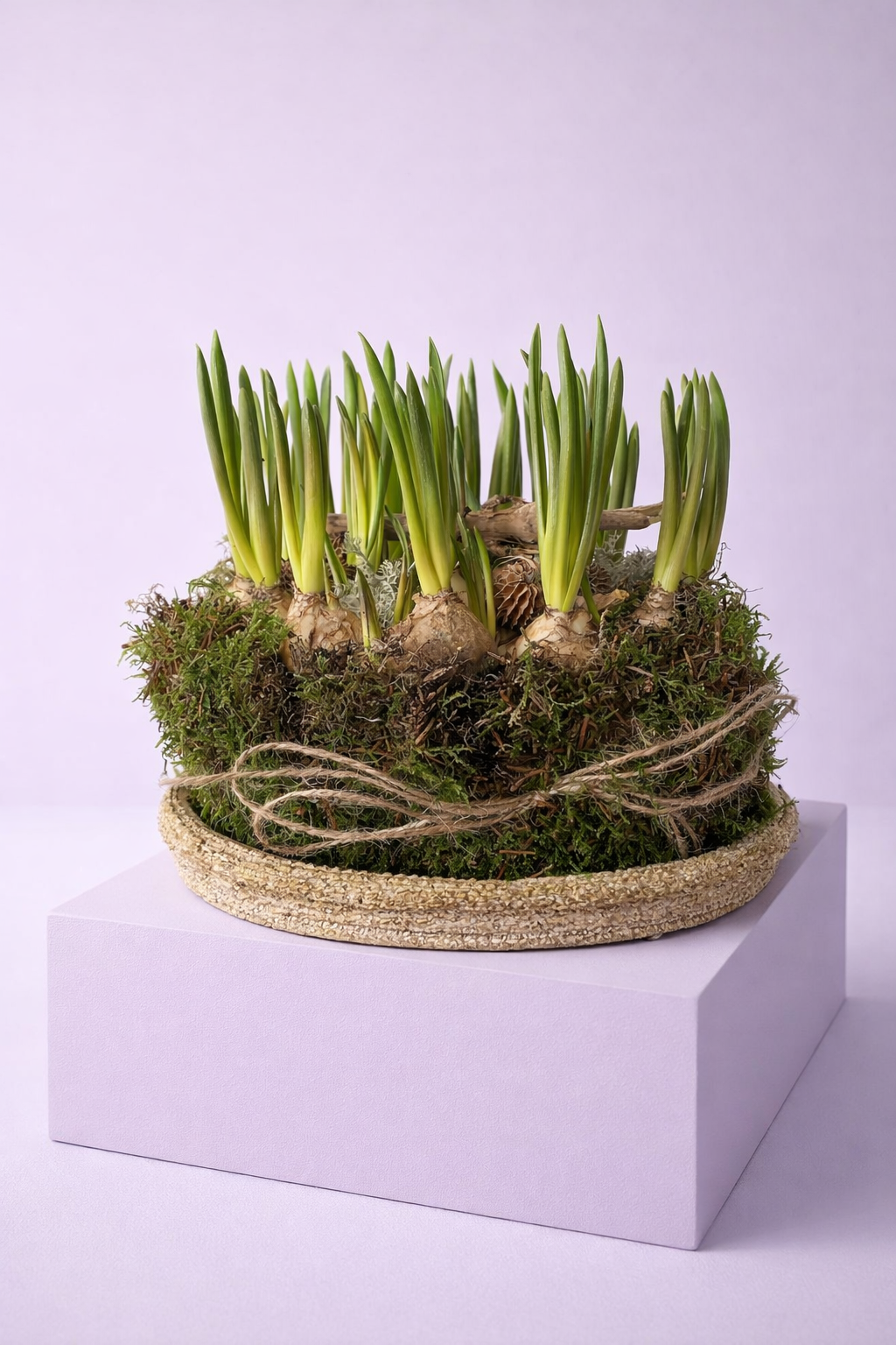 Schaal met blauwe druifjes