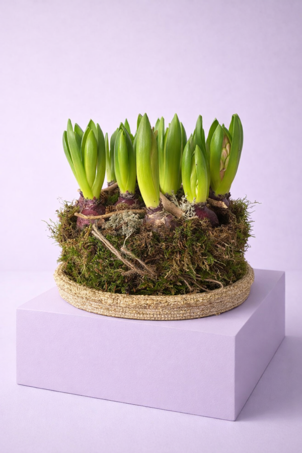 Schaal met roze hyacinten