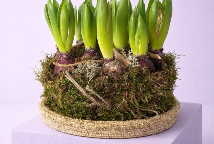 Schaal met roze hyacinten